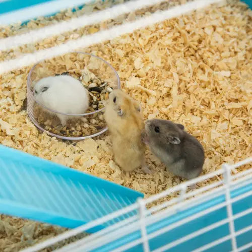 three hamsters in white golden and gray nestled in light brown wood shavings inside a pawhut 5 tier hamster cage with tunnels designed for small pet housing and enrichment