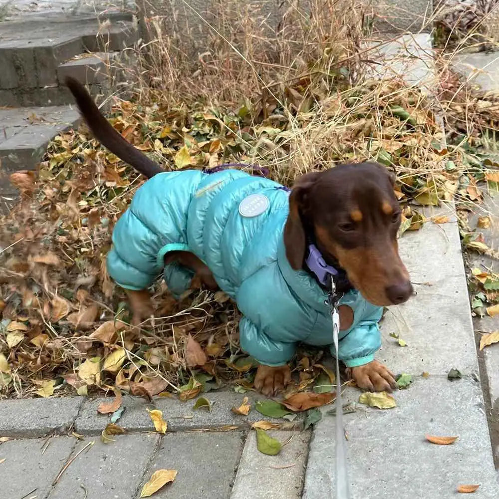A dachshund wearing the back side of a teal dog puffer coat with thermal cotton padding and a silver circular patch for winter use.