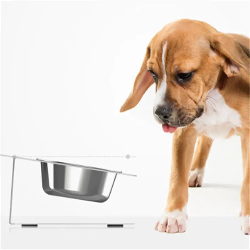 A sleek stainless steel adjustable elevated double pet bowl mounted on a modern minimalist stand.