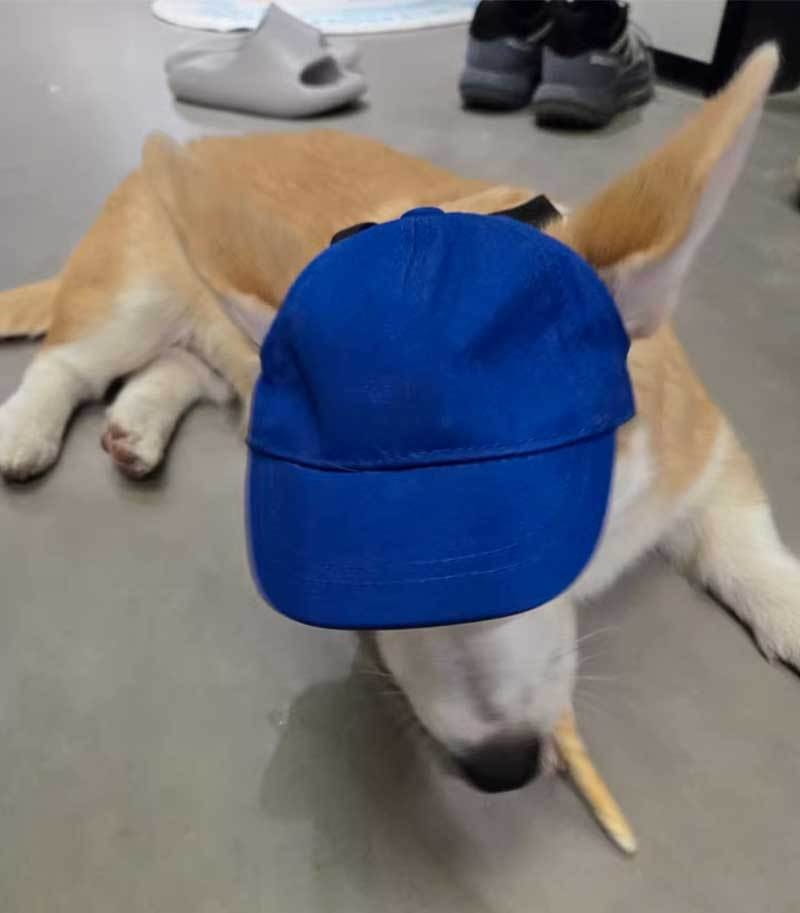A dog wearing a blue adjustable sun proof pet hat with ear holes designed for outdoor protection.