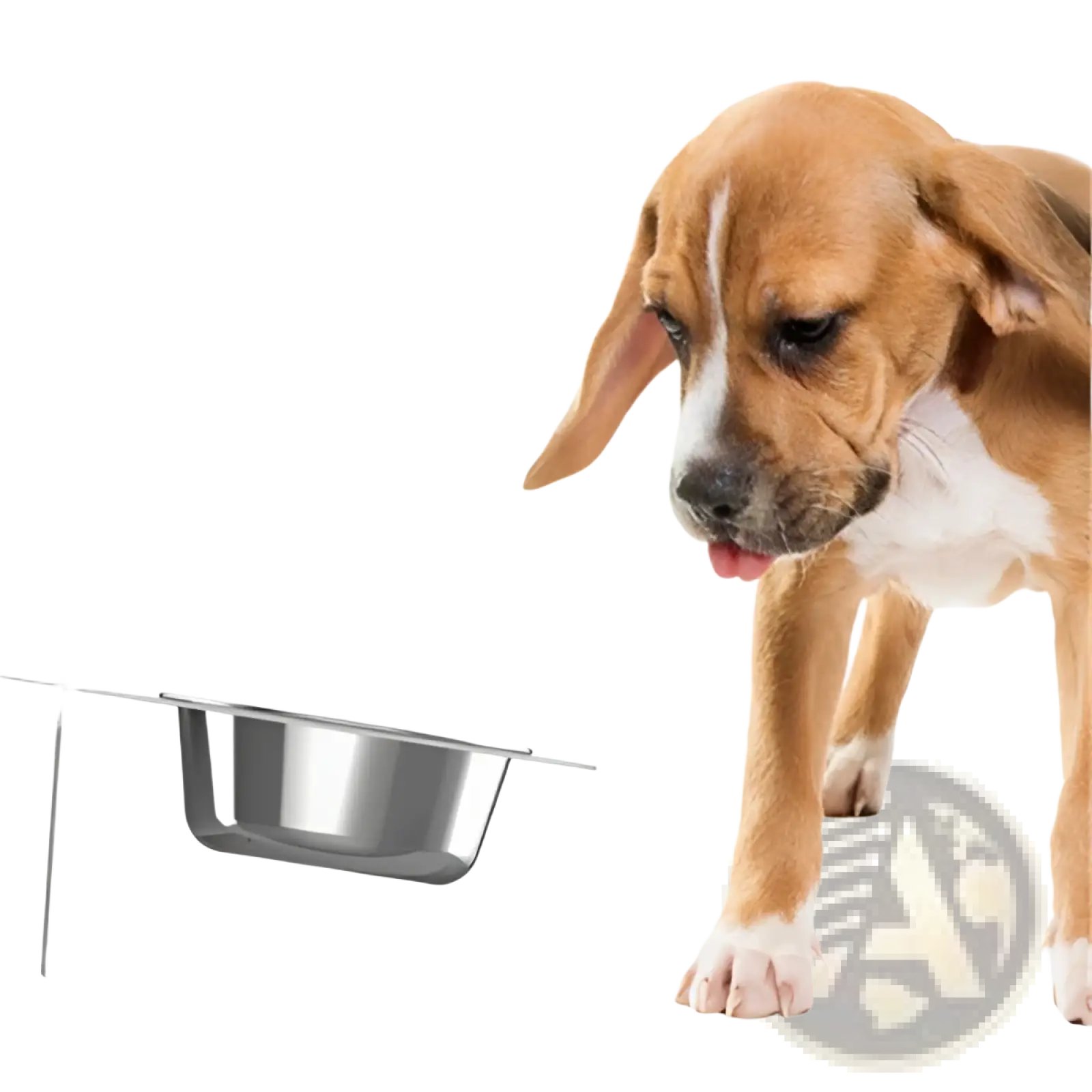 Silver stainless steel dog food bowl mounted on a sleek minimalist adjustable elevated double pet bowl stand