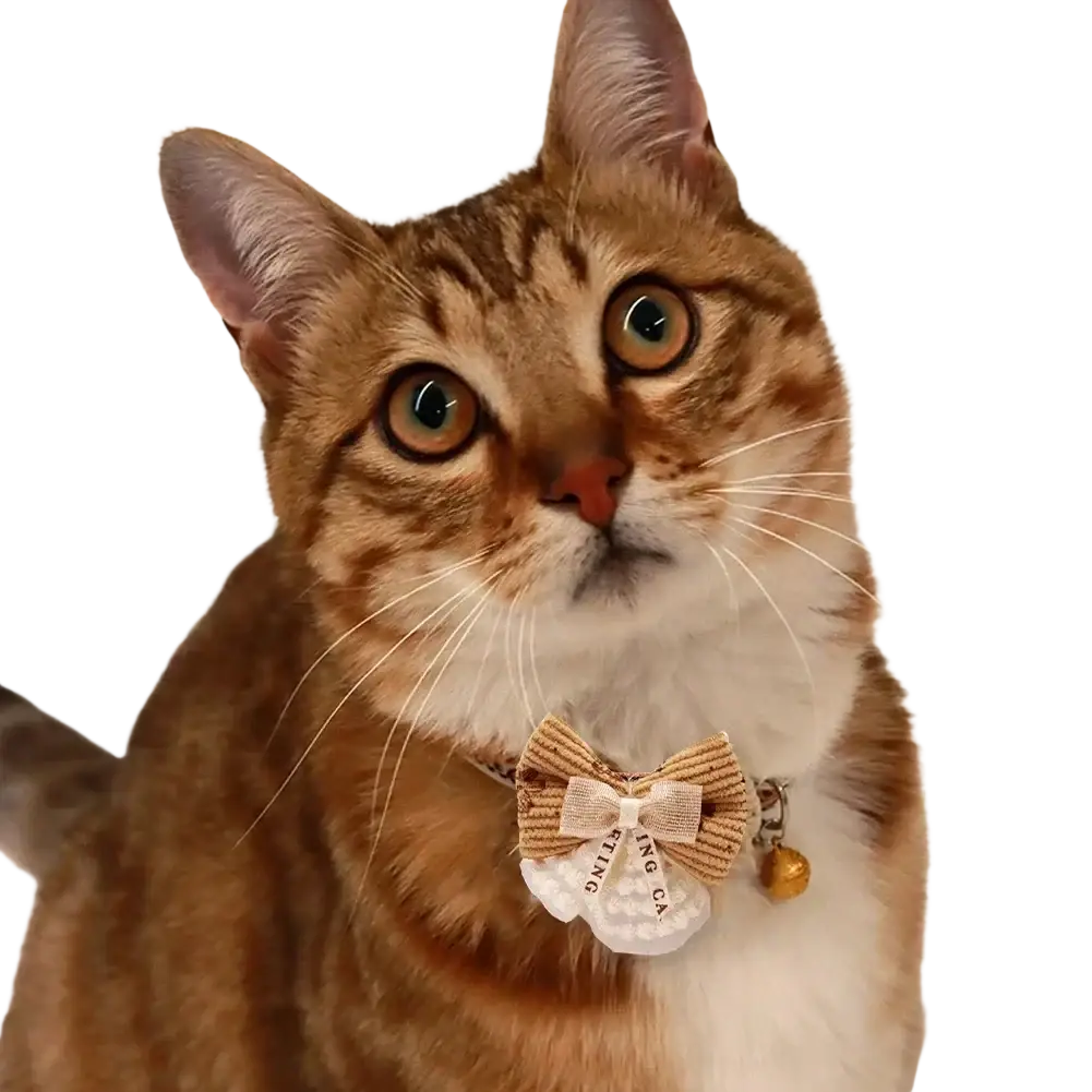 A brown tabby cat wearing an adjustable length beige corduroy floral cat collar with a white lace tag and gold bell