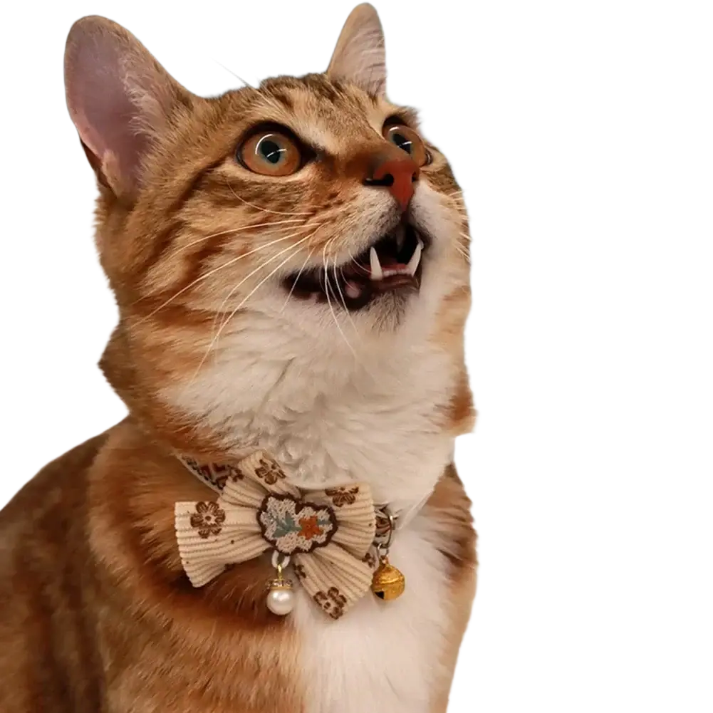 A tan tabby cat wearing an adjustable length floral cat collar with bell and pearl accents