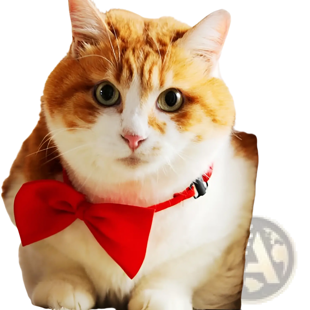 A fluffy orange and white cat wearing an adjustable solid color bright red bow pet collar for pets