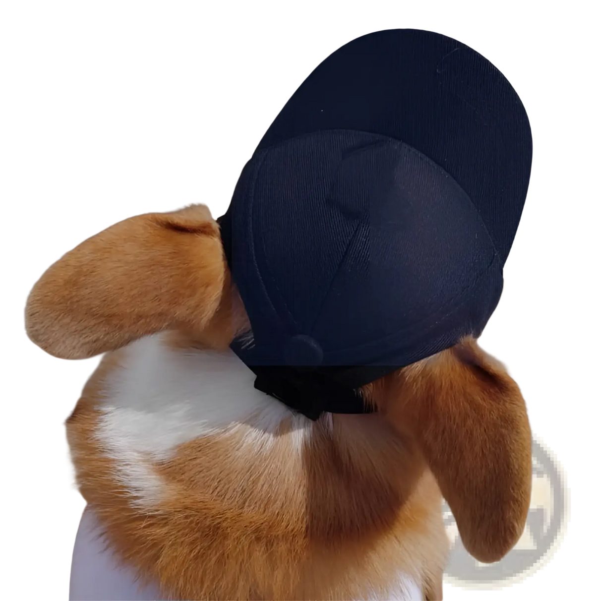 Navy blue adjustable sun proof fabric pet hat with ear holes worn by a corgi