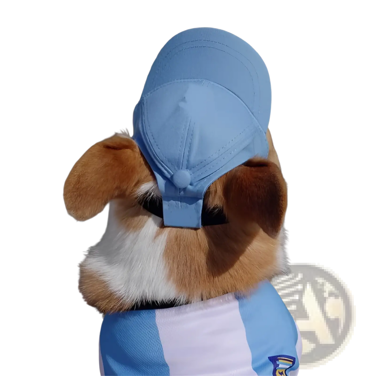 A light blue adjustable sun proof pet hat with ear holes shown from the back side worn by a dog