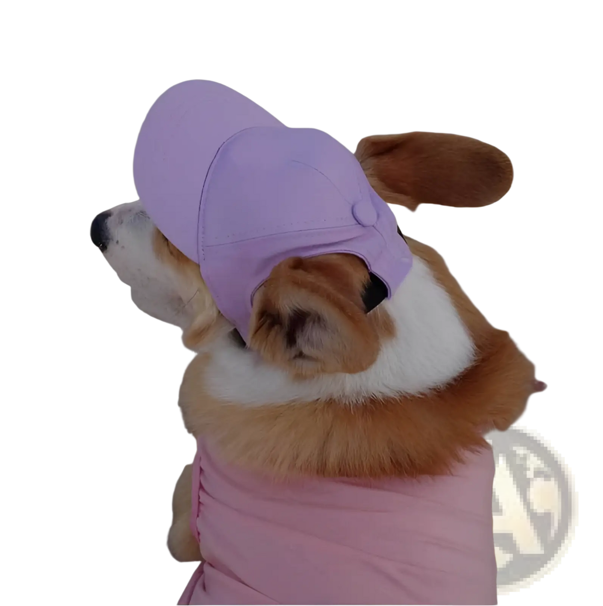 A soft lavender adjustable sun proof pet hat with ear holes worn by a corgi for outdoor protection