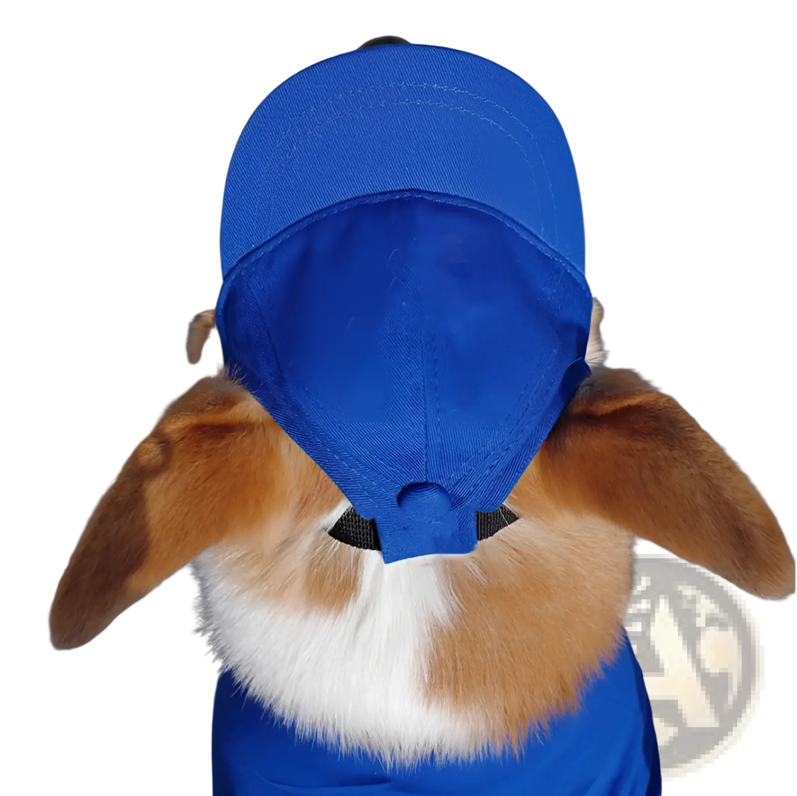 A vibrant blue adjustable sun proof pet hat with ear holes worn by a fluffy brown and white rabbit