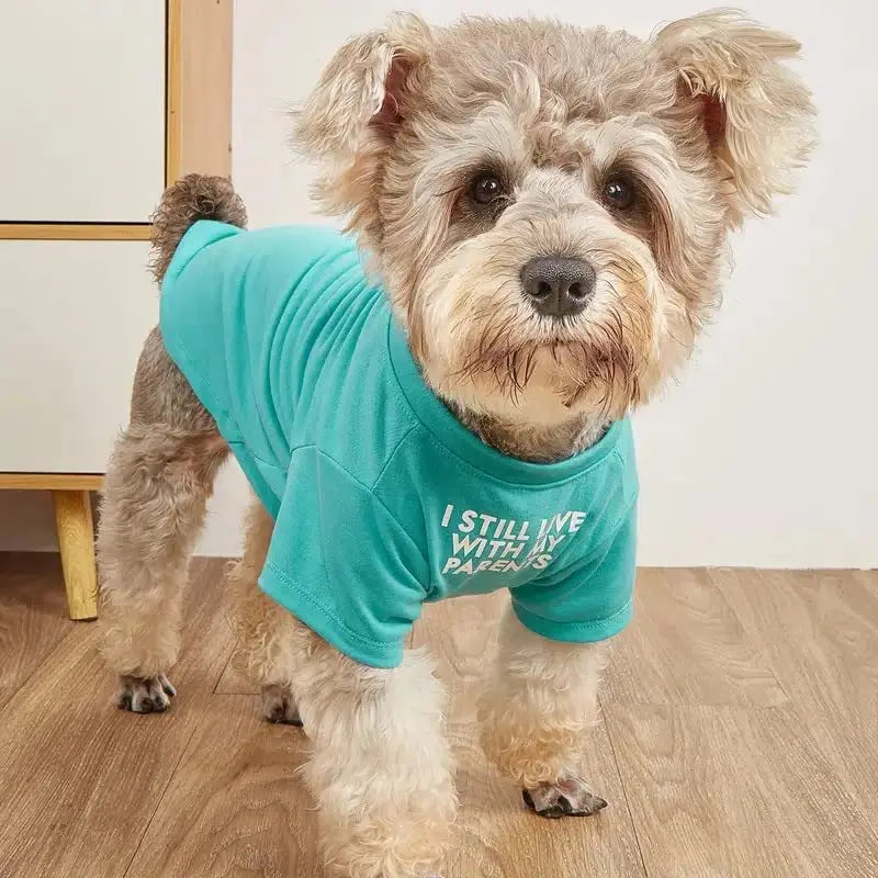 A fluffy light brown and white dog wearing a teal cotton funny dog t-shirt with the text i still live with my parents printed in white small dog clothes for pet apparel.