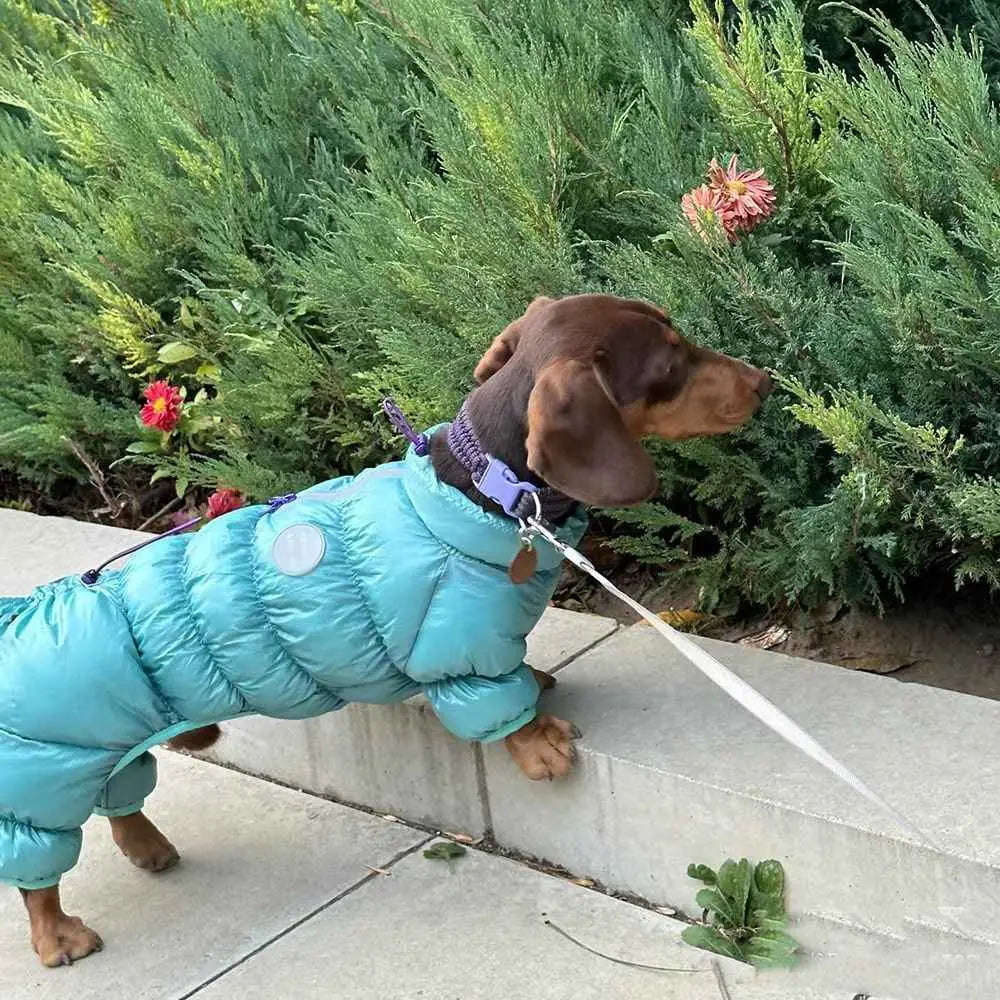 A dachshund viewed from the back wearing a teal dog puffer coat with thermal cotton padding, quilted stitching, and a circular silver patch designed for winter use.
