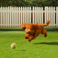 A fluffy reddish-brown poodle chasing a tennis ball on a realistic 4x6 ft artificial grass turf rug with drainage