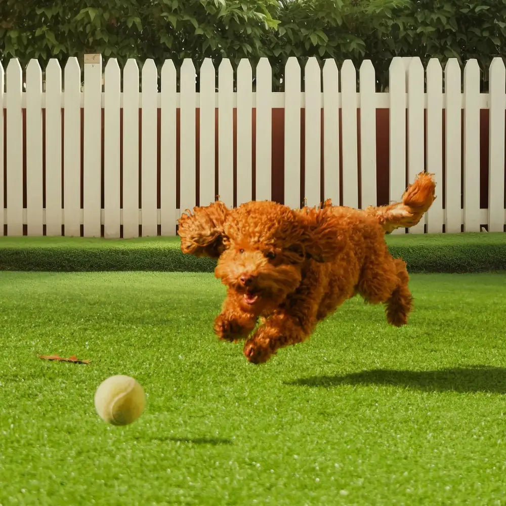 A fluffy reddish-brown poodle chasing a tennis ball on a realistic 4x6 ft artificial grass turf rug with drainage