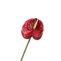 Artificial anthurium flower bouquet with vibrant red glossy heart-shaped petals and pale yellow spadix on green stem