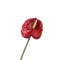 Artificial anthurium flower bouquet with vibrant red glossy heart-shaped petals and pale yellow spadix on green stem