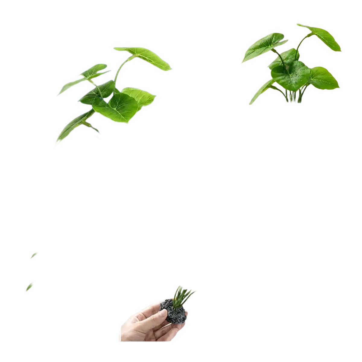 Artificial aquarium plant with green broad leaves and black porous weighted base for aquarium decoration