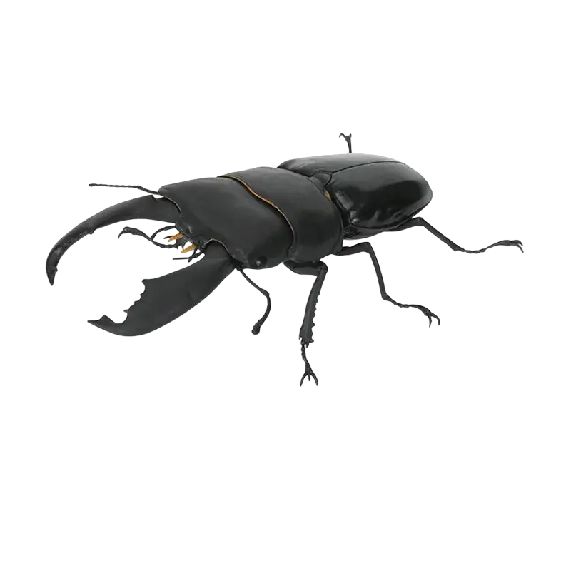 Black plastic bandai stag beetle finished goods model toy with detailed mandibles and segmented legs