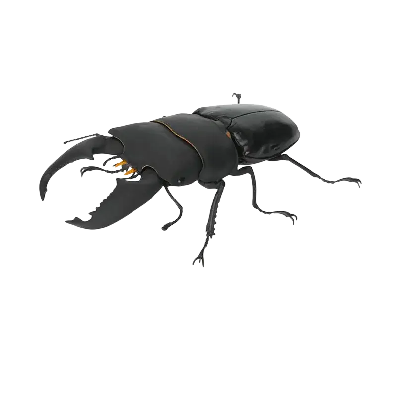 Black plastic bandai stag beetle finished goods model toy with detailed mandibles and segmented legs