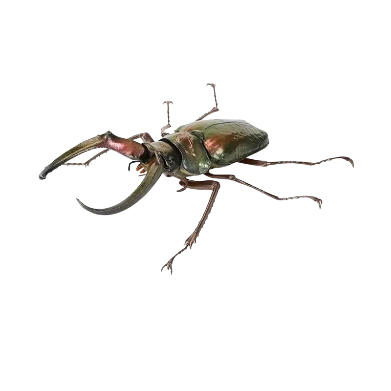 Metallic green four-eyed rhinoceros beetle finished goods model toy by Bandai featuring detailed design