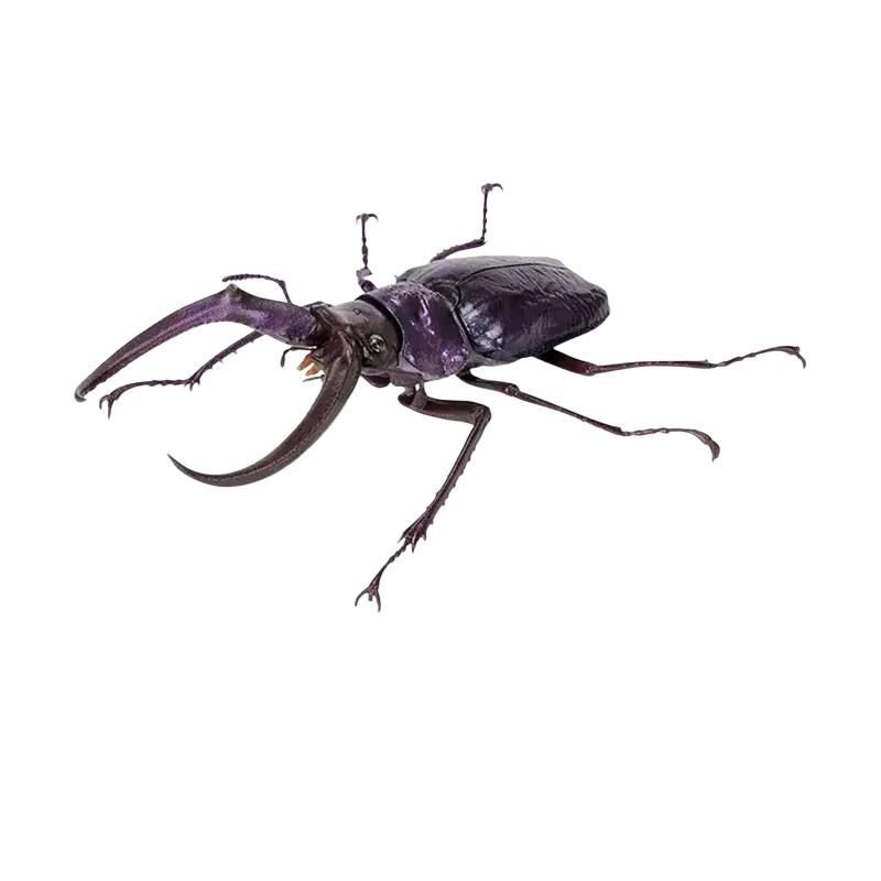 Metallic purple four-eyed rhinoceros beetle figurine by bandai as a finished goods model toy collectible