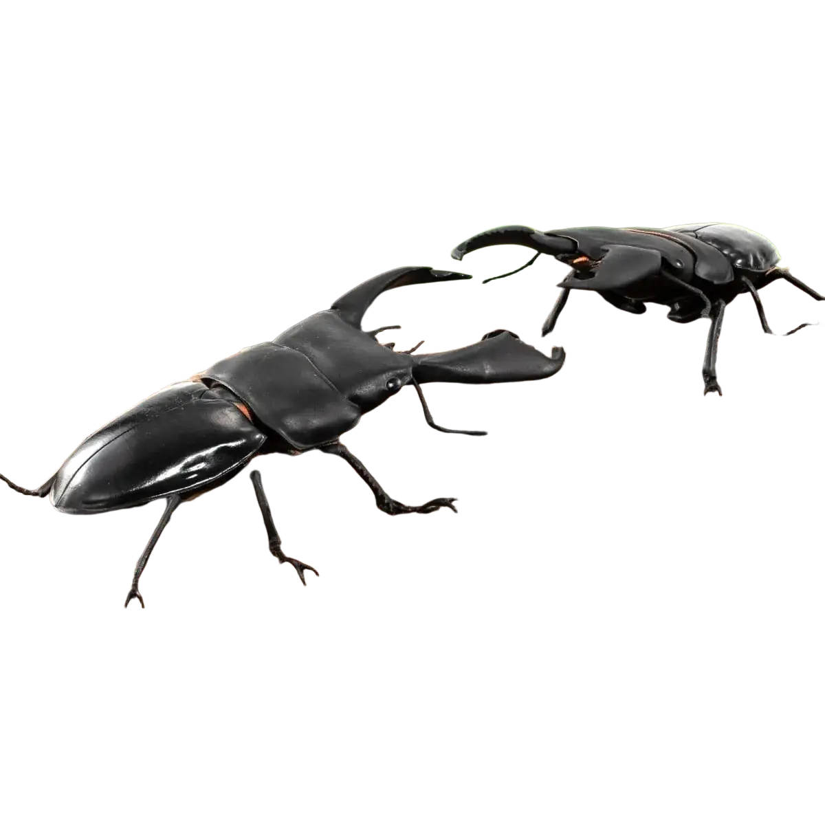 Shiny black Bandai stag beetle finished goods model toy figurines with prominent mandibles made of glossy plastic