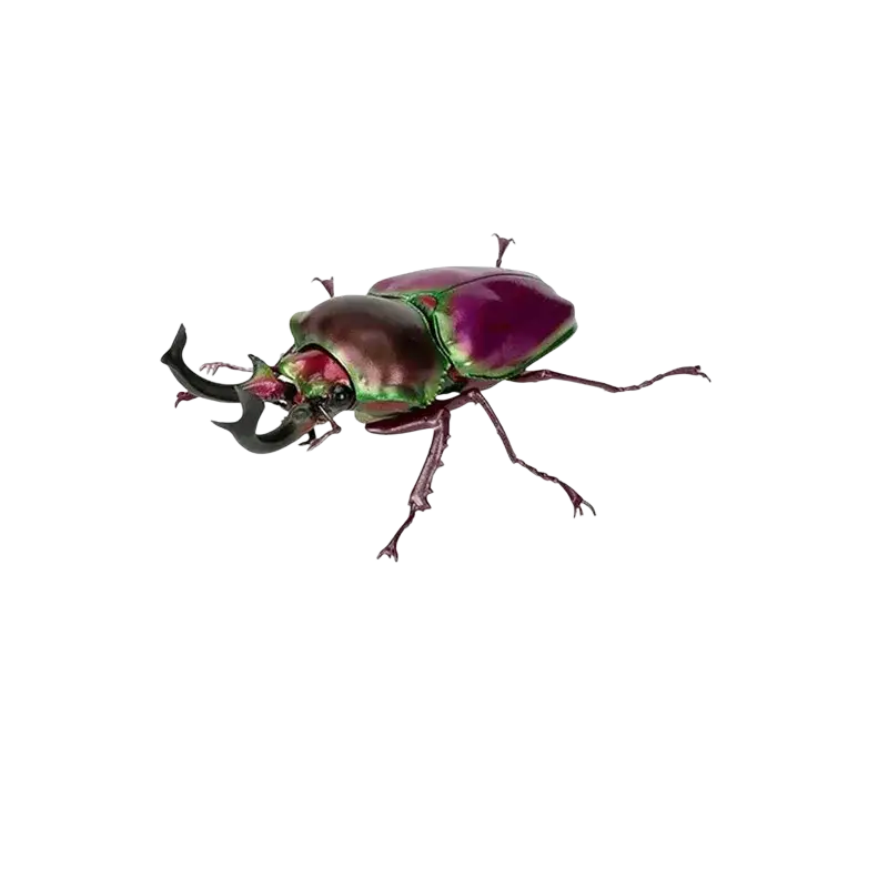 Bandai stag beetle finished goods model toy featuring a vibrant iridescent red and green metallic beetle with a curved horn