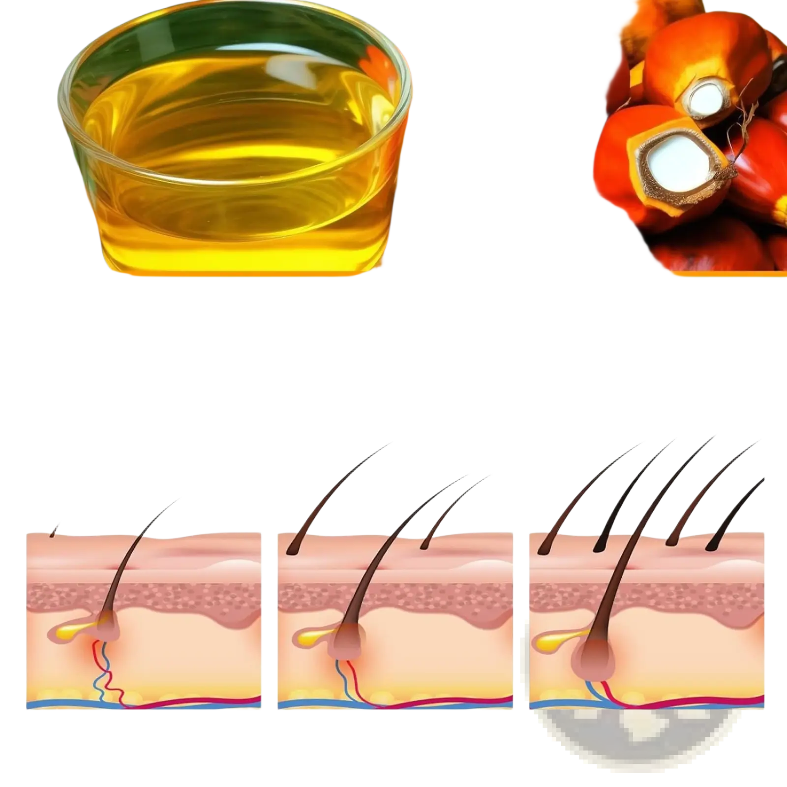 A clear glass bowl of golden-yellow batana oil surrounded by red palm fruits for batana oil hair mask 120g natural honduras formula