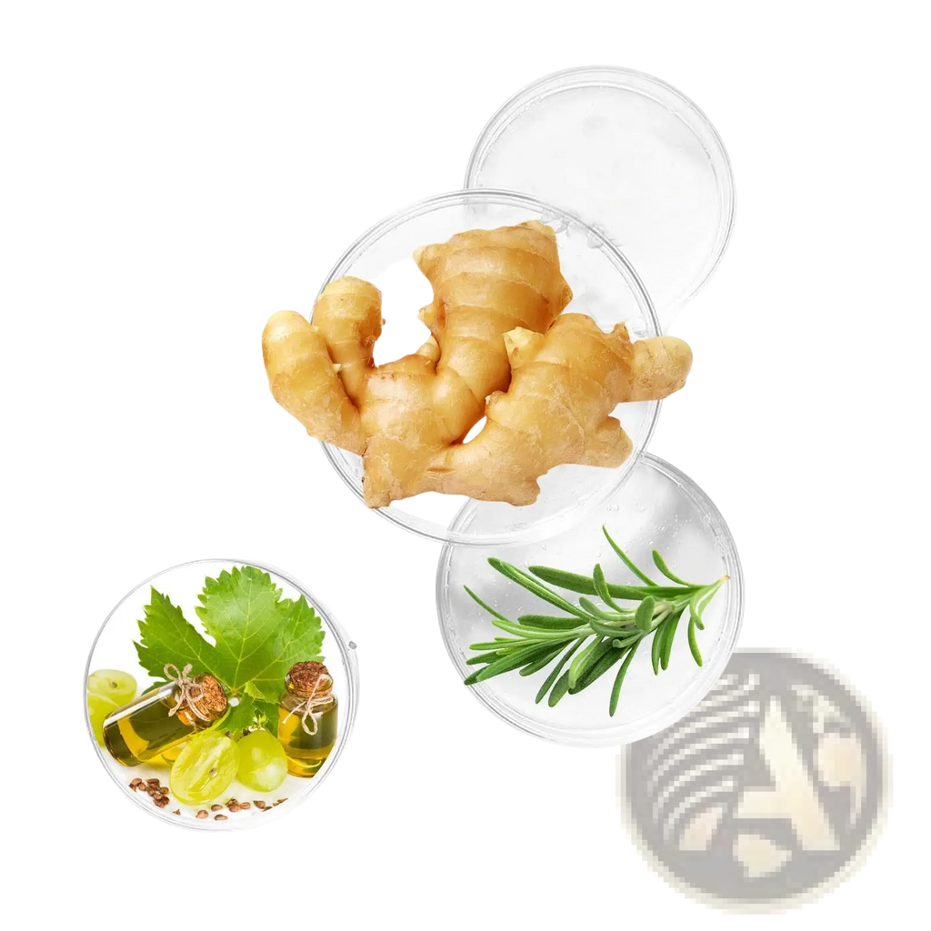Fresh ginger root with knobby light brown skin displayed in a clear dish for beard growth serum eelhoe root oil 50ml