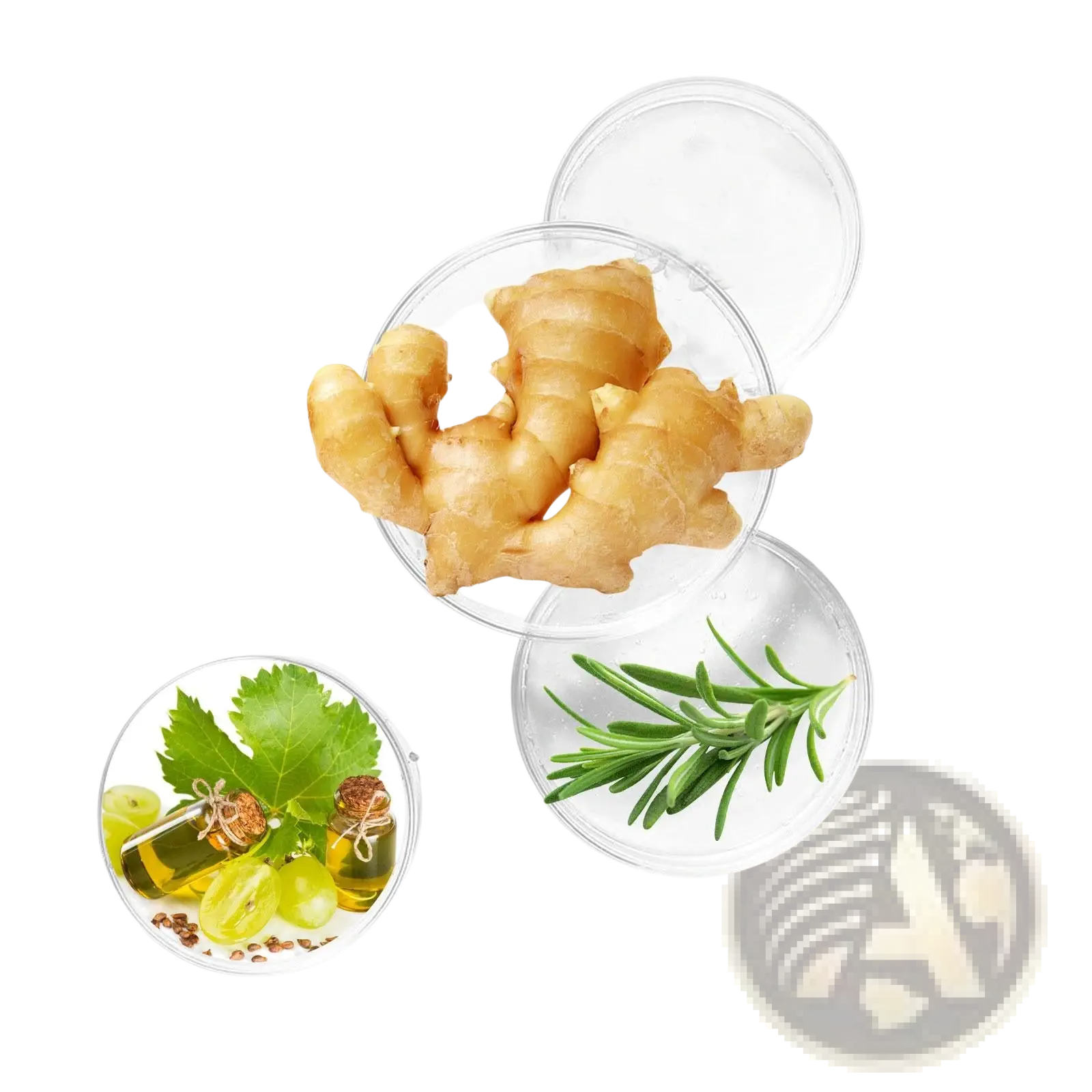 Fresh ginger root with knobby light brown skin displayed in a clear dish for beard growth serum eelhoe root oil 50ml