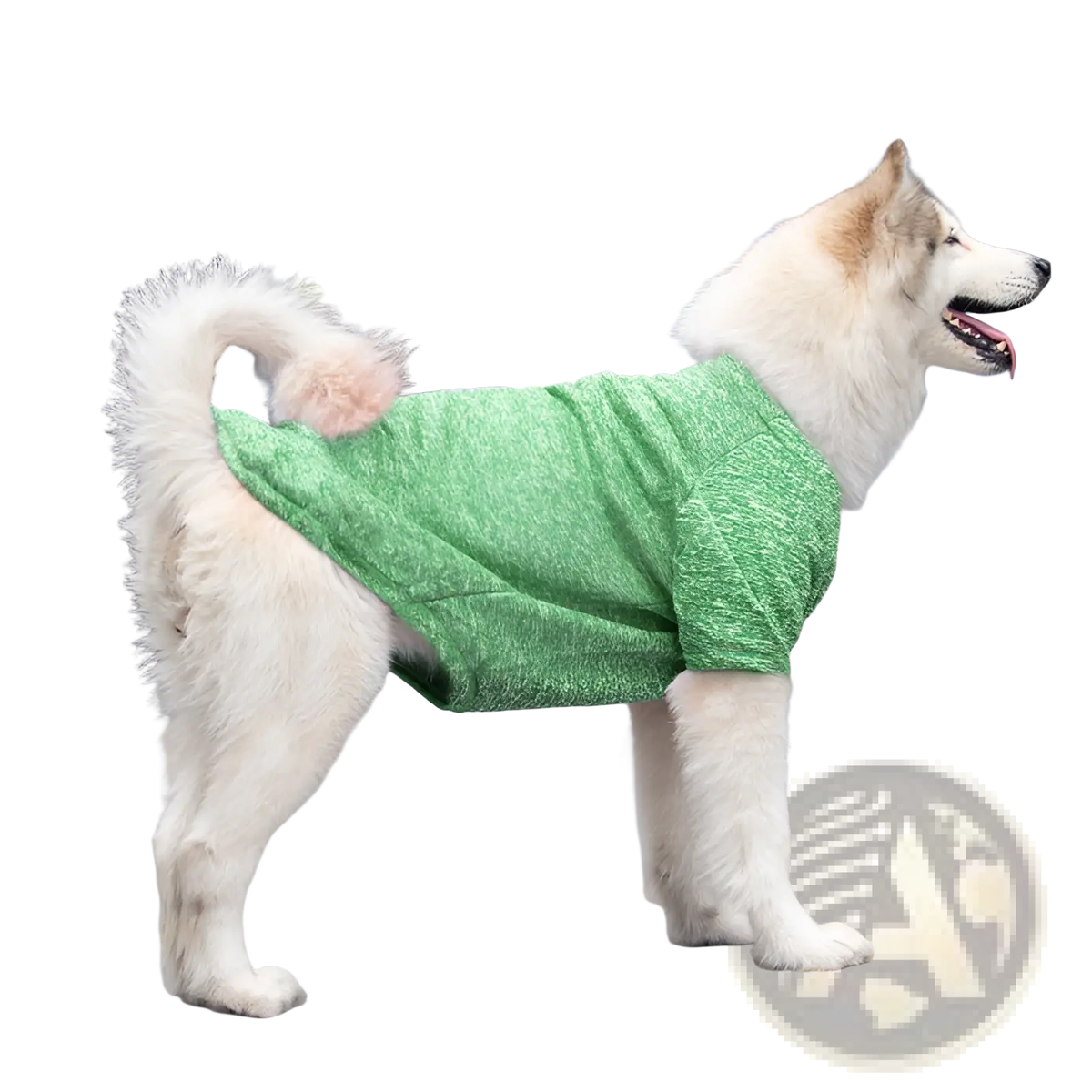 A fluffy white and tan dog wearing a soft textured green big dog acrylic warm sweater for cozy winter wear