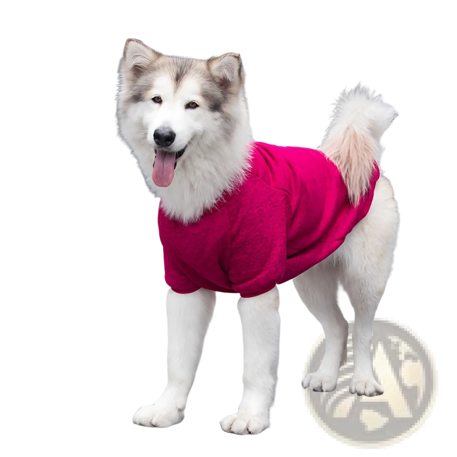 A fluffy alaskan malamute wearing a vibrant magenta big dog acrylic warm sweater cozy winter pet apparel