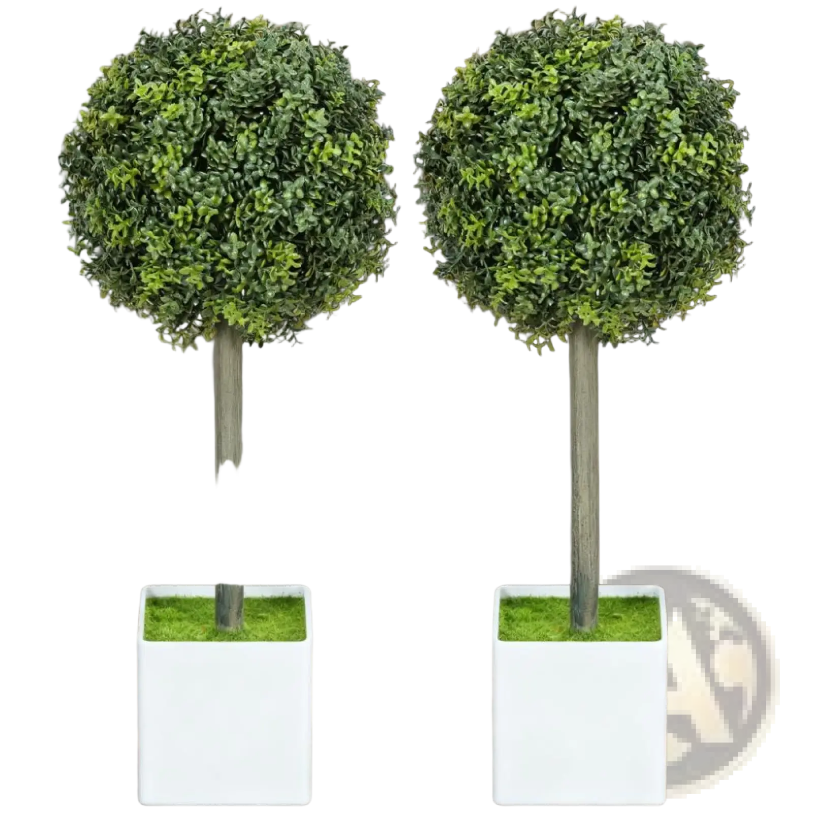 Two identical boxwood topiary balls with dark green foliage on slender gray trunks in white square pots set of 2