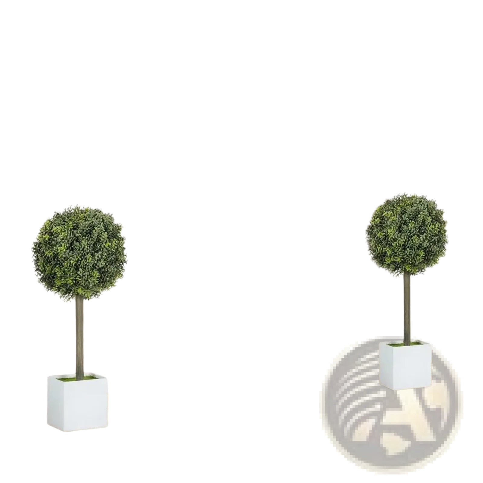 Two identical white square planters with round topiary boxwood balls featuring dense green foliage set of 2