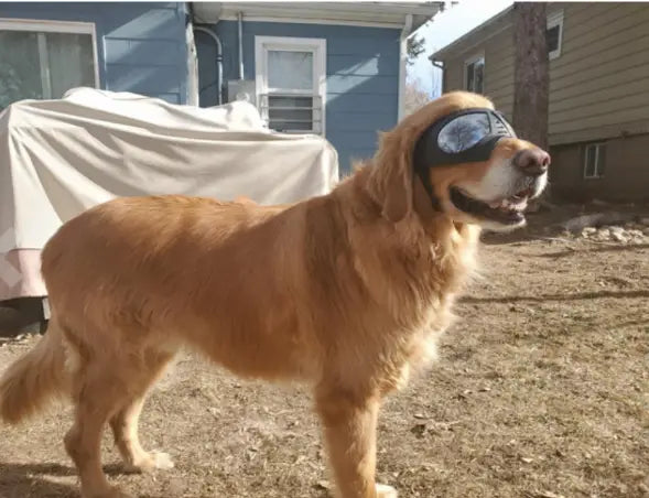 Golden retriever wearing black large dog goggles with clear lenses offering uv protection and windproof ski eyewear.