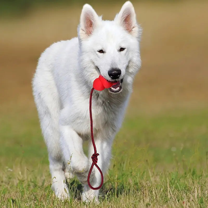 Natural Rubber Rope Hoist Pet Toy for Dogs