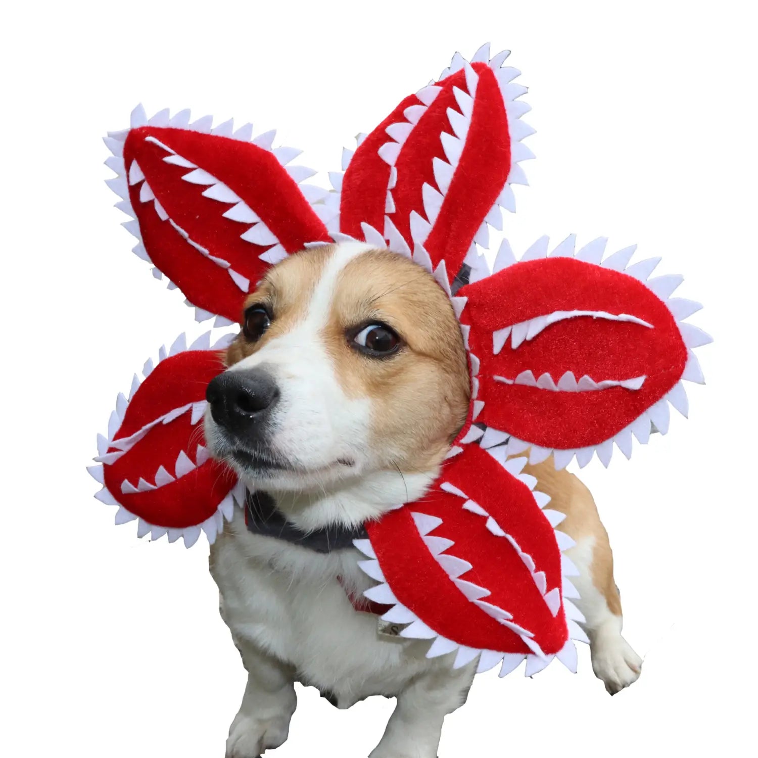 Red plush carnivorous flower dog hat pet costume designed with white jagged teeth and serrated edges resembling a venus flytrap.