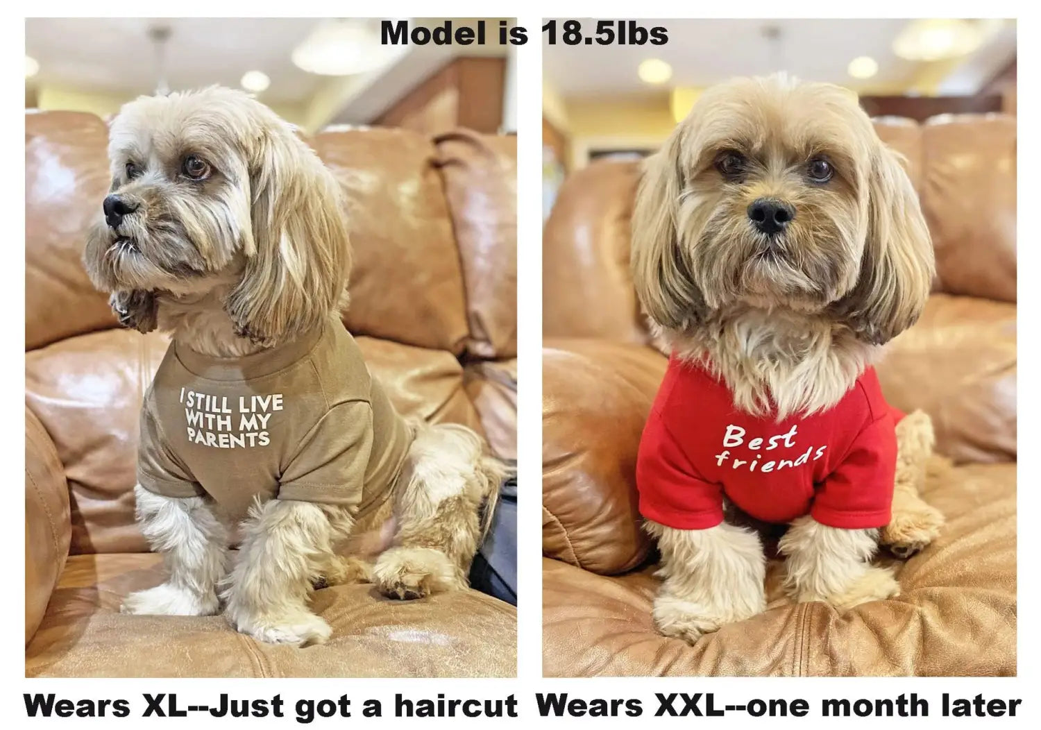 A fluffy light brown dog wearing a red funny dog t-shirt with best friends printed on it for small dog clothes and pet apparel.