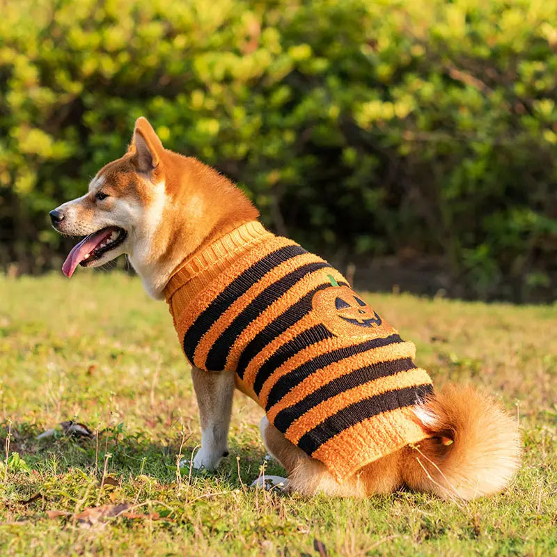 A shiba inu dog wearing the back side of an orange and black striped knitted Halloween dog sweater featuring a pumpkin face design.
