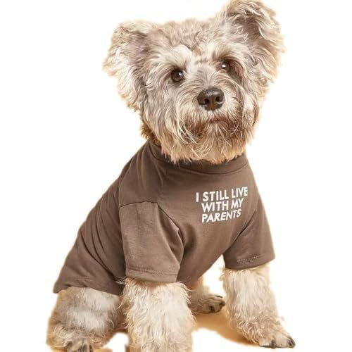 A fluffy gray dog wearing a brown short-sleeved funny dog t-shirt with white text reading i still live with my parents perfect for small dog clothes and pet apparel.