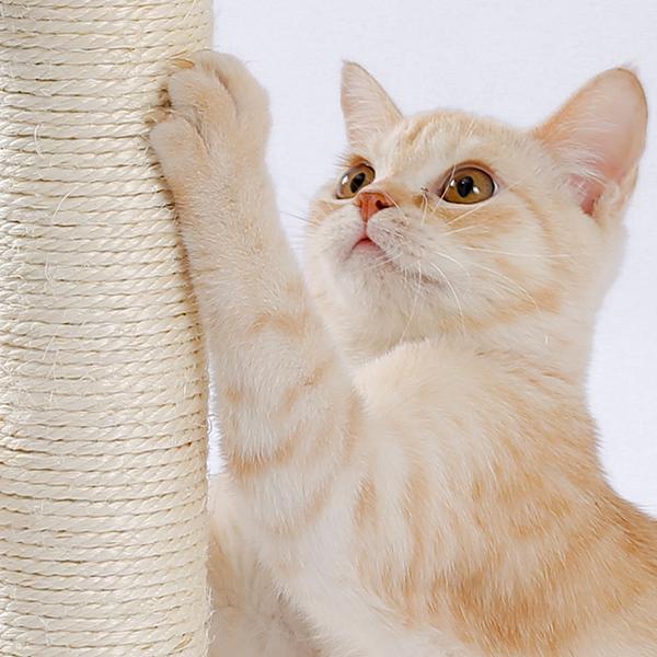 Un chat de couleur crème aux yeux dorés saisit un griffoir pour chat beige enveloppé de sisal, doté d’une piste à balles pour un jeu interactif.