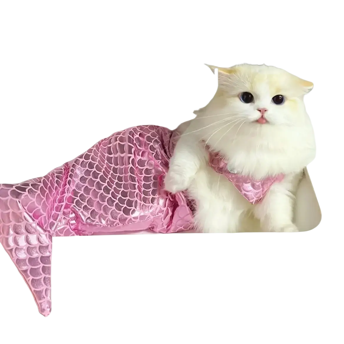 A fluffy white kitten wearing a shiny pink mermaid tail cat costume made of dacron pet apparel material