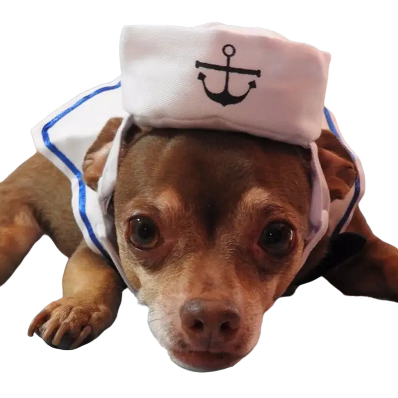 White sailor hat with black anchor emblem and blue trim from cat sailor costume for pet dress up