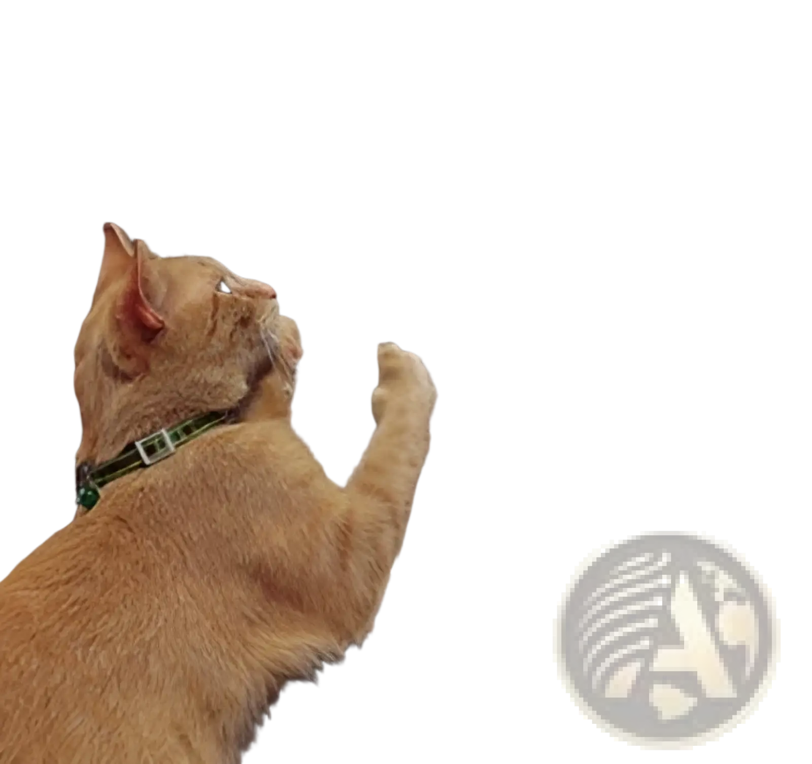 A ginger cat with a green collar scratching a textured brown fabric cat scratch protector furniture guard 30x45cm 2 pack