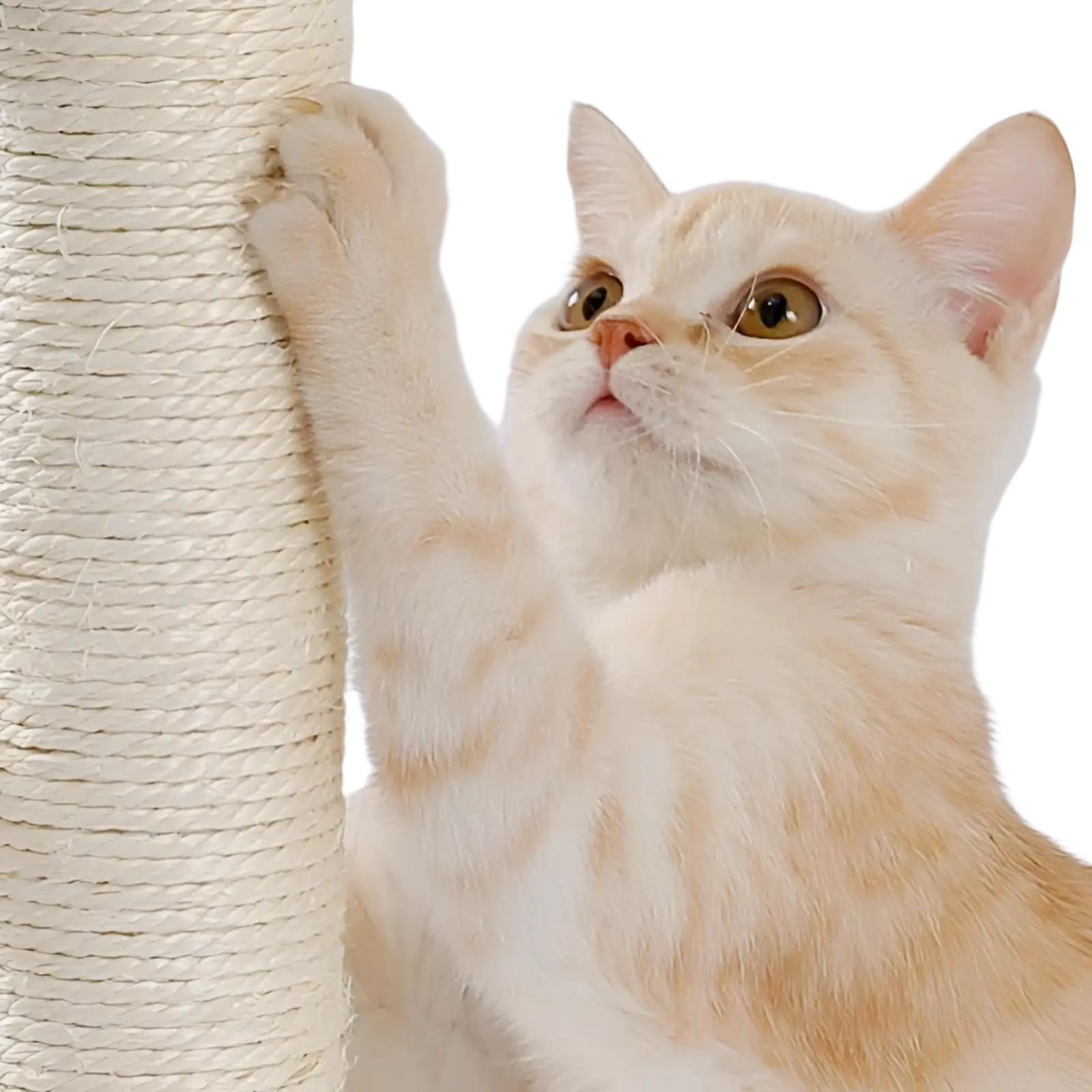 Cream-colored tabby cat gripping a textured sisal-wrapped cat scratching post with ball track for interactive play