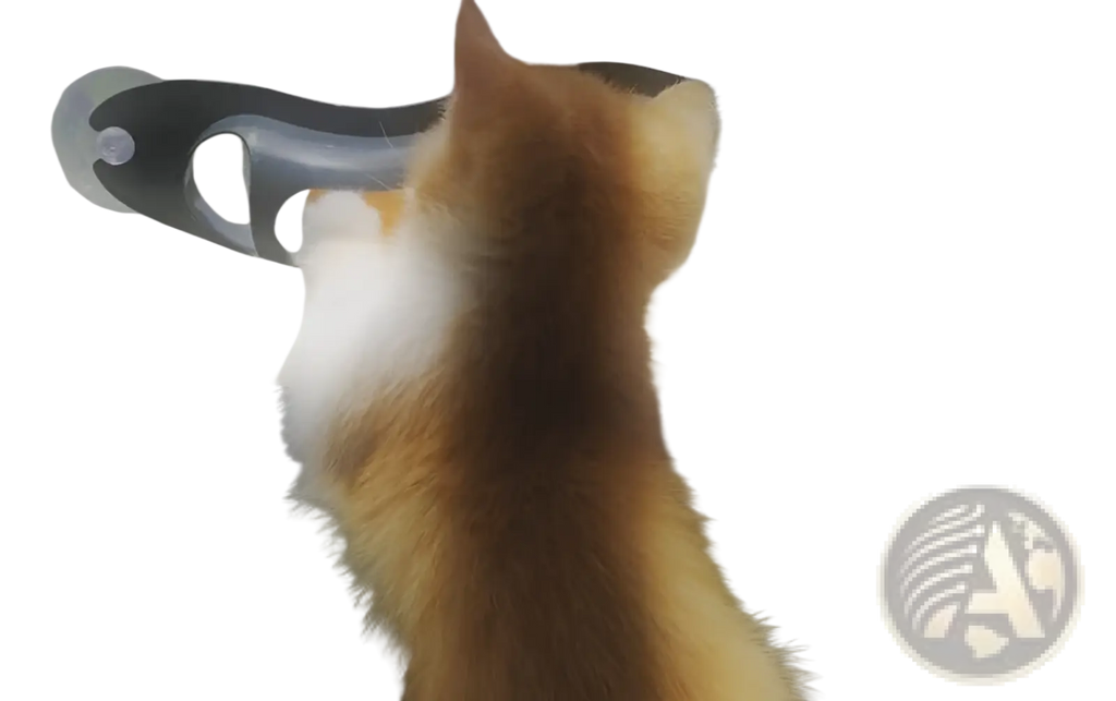 A ginger and white fluffy kitten playing with a cat track ball toy with suction cup on a windowpane