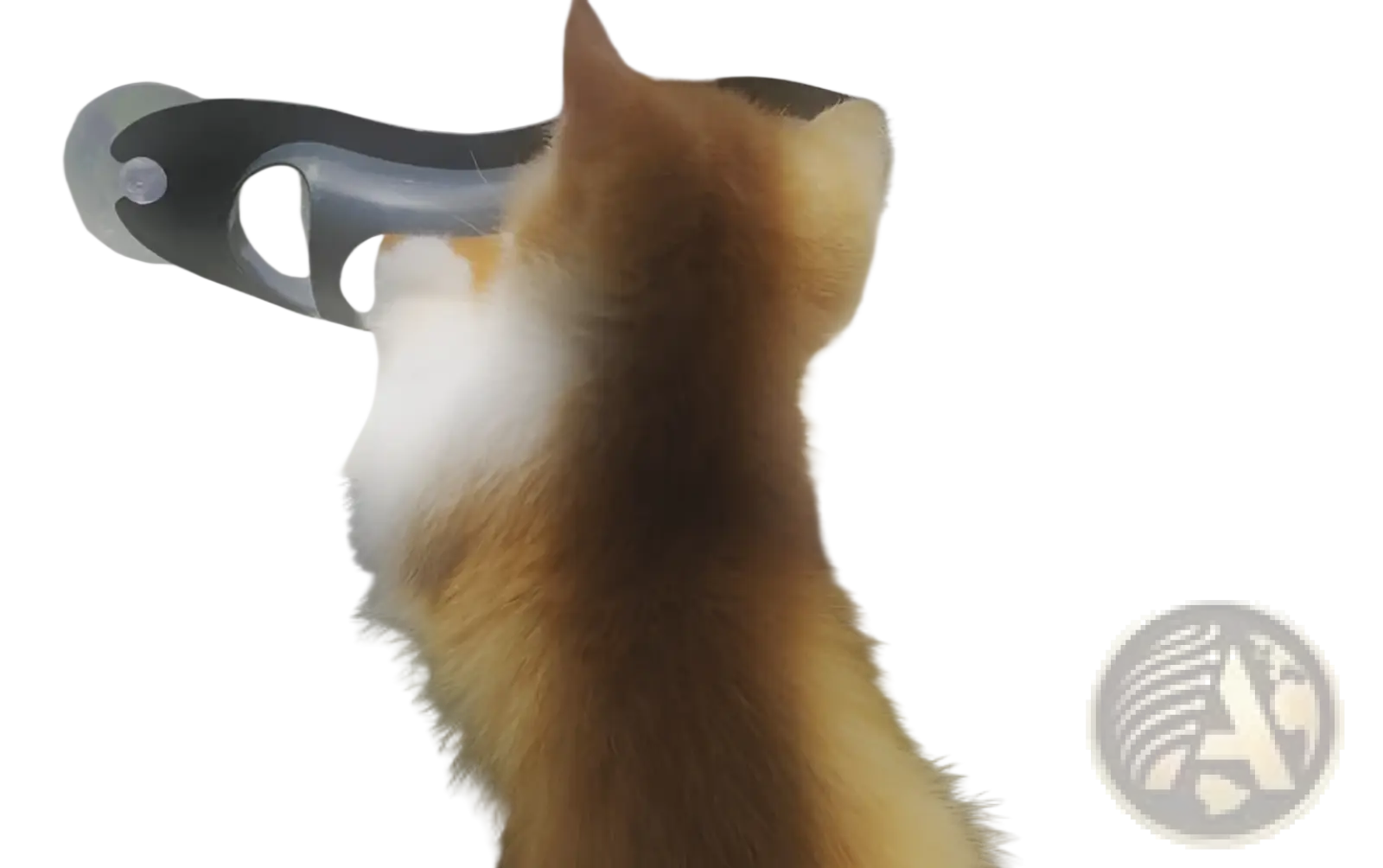A ginger and white fluffy kitten playing with a cat track ball toy with suction cup on a windowpane