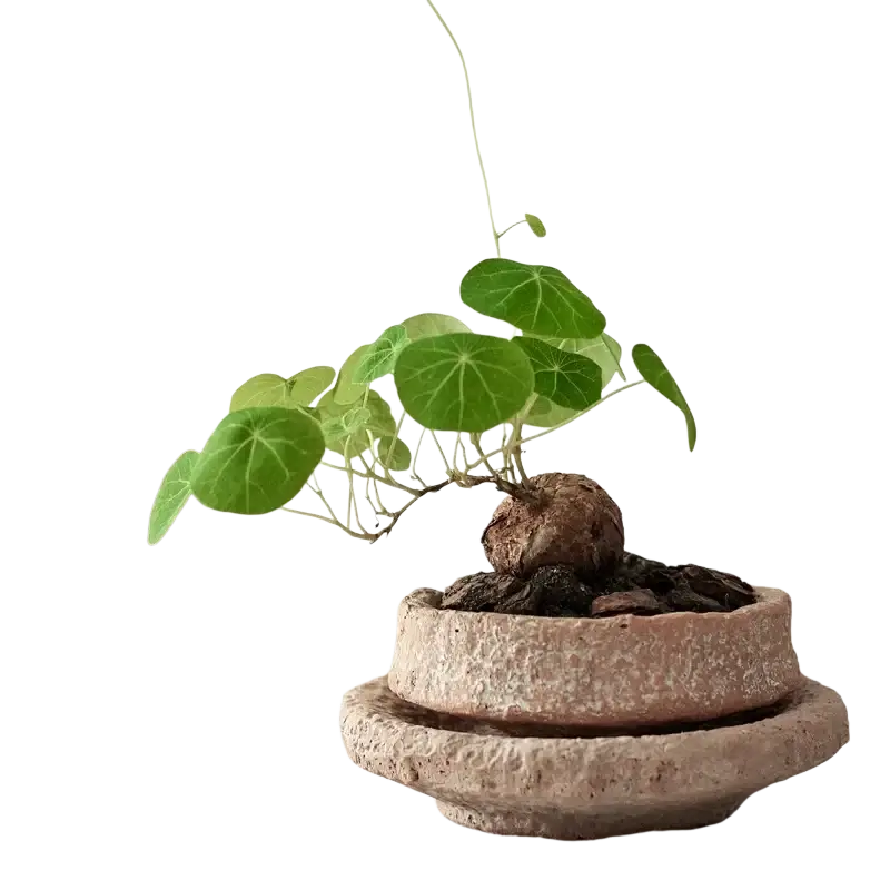 Rustic handmade ceramic flower pot with matching tray holding a green plant with round leaves and bulbous root