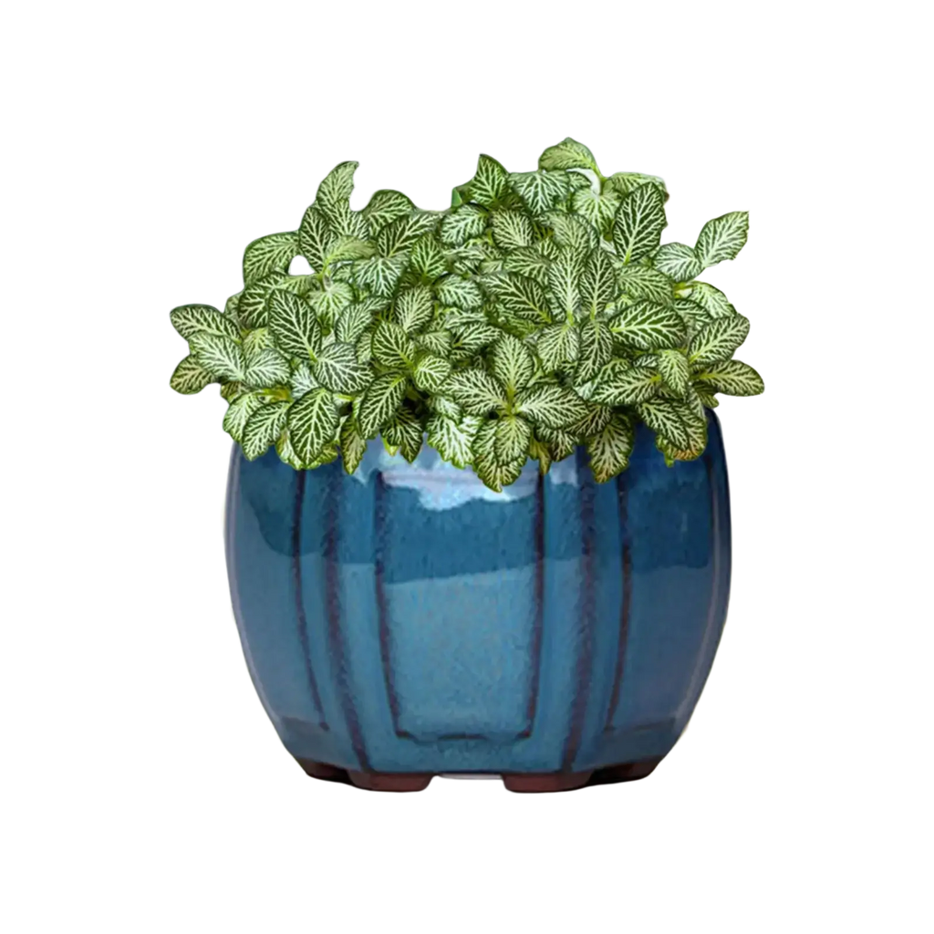 A lush leafy plant with white veining in a blue ribbed ceramic plant pot with drainage hole