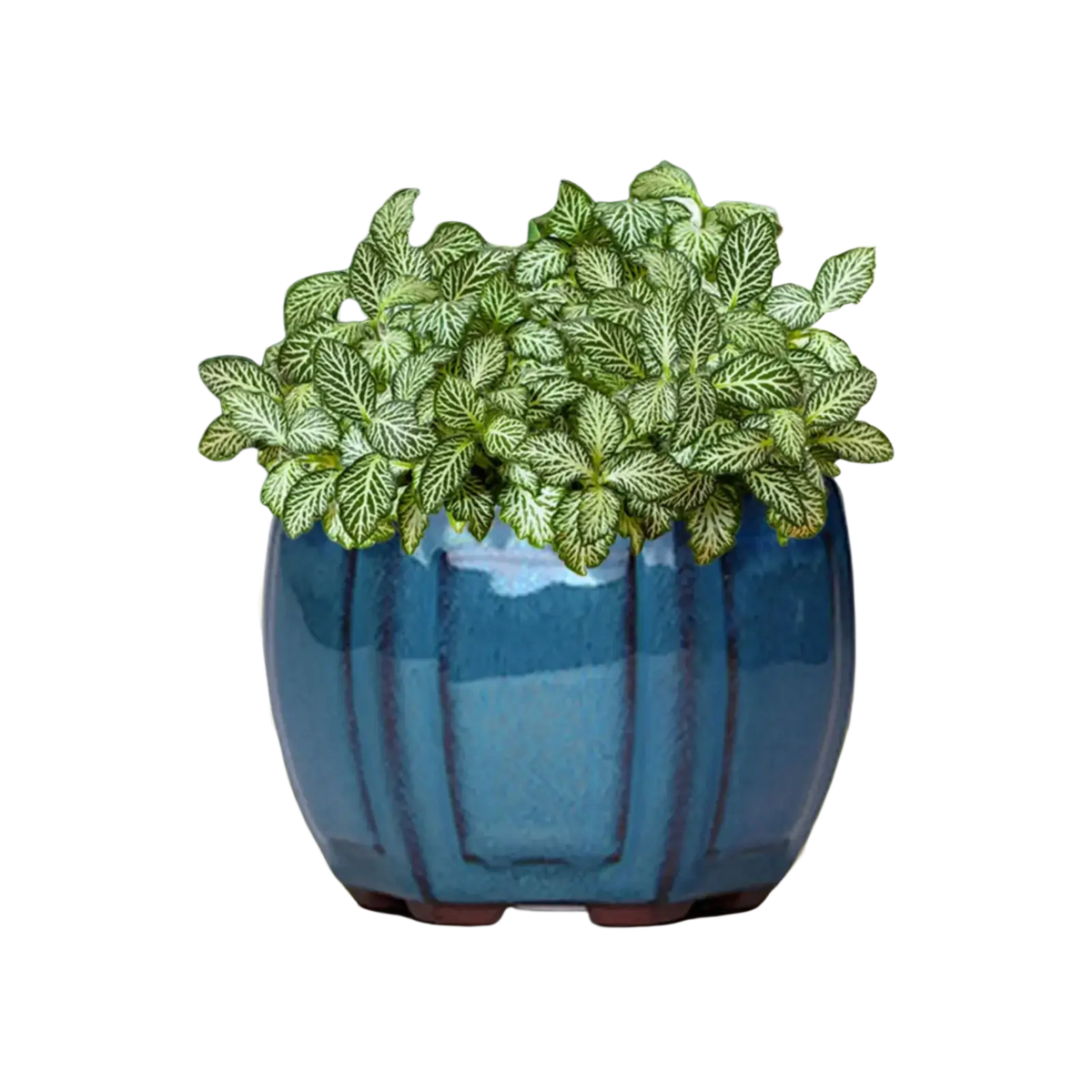 A lush leafy plant with white veining in a blue ribbed ceramic plant pot with drainage hole
