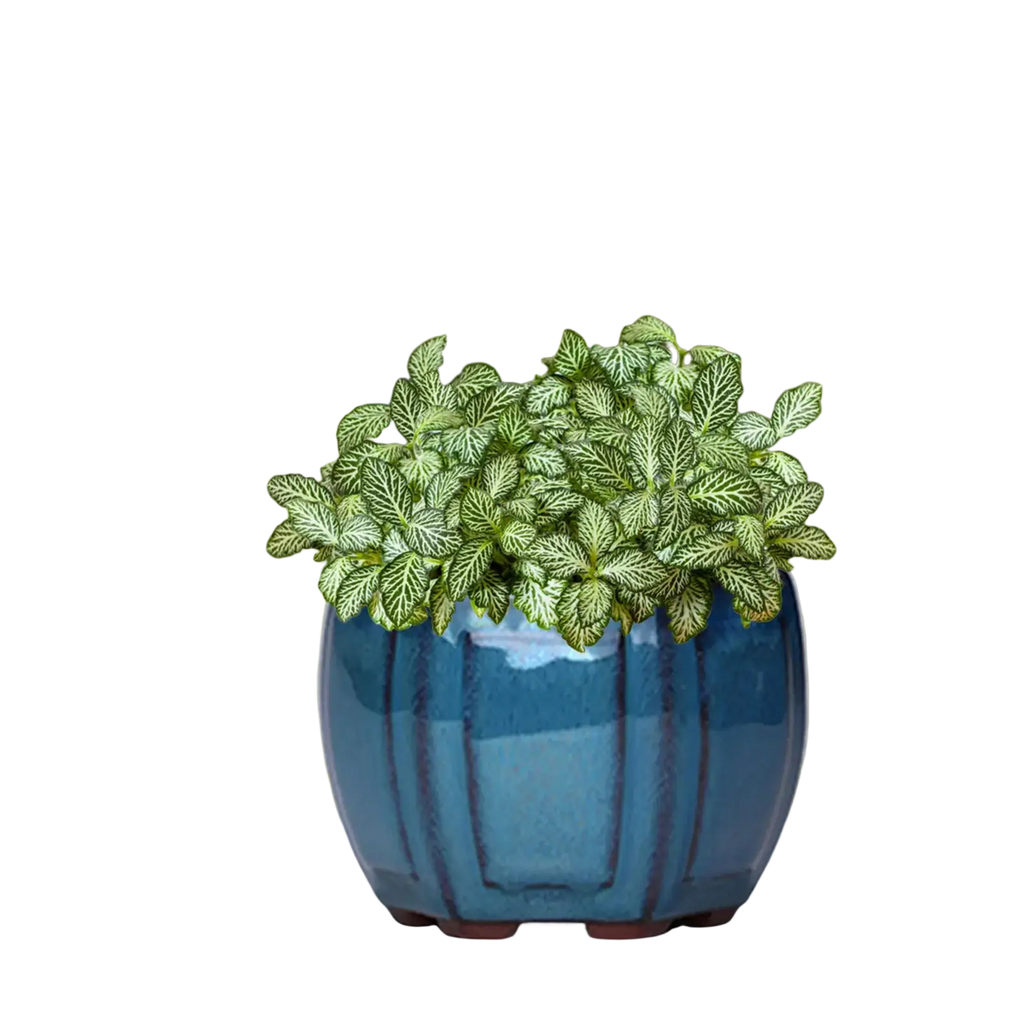 A vibrant blue ceramic plant pot with vertical ridges and drainage hole holds a leafy plant with white-veined leaves