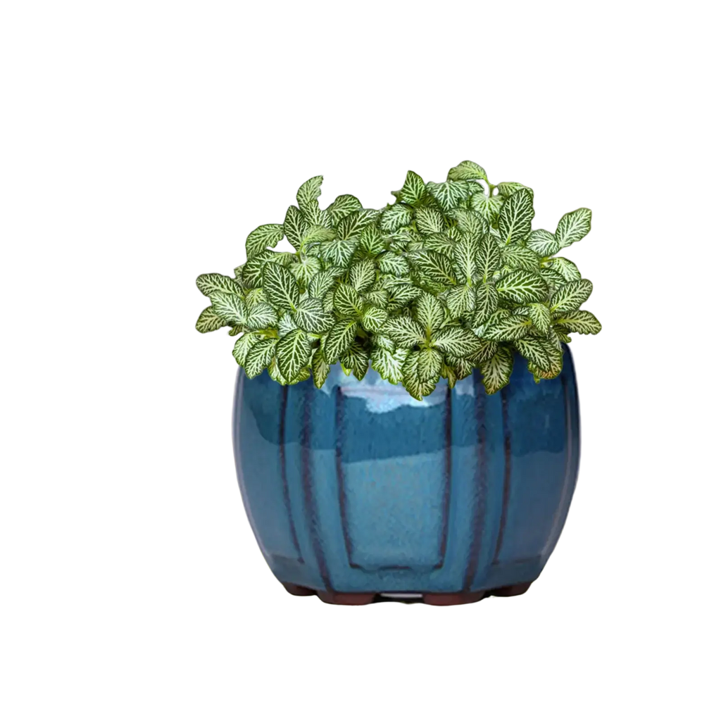 A vibrant blue ceramic plant pot with vertical ridges and drainage hole holds a variegated leafy plant